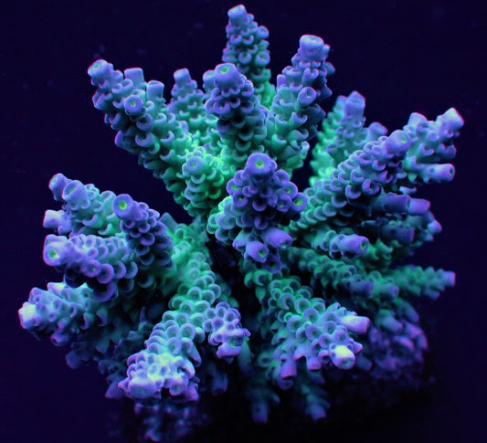 Acropora tenuis