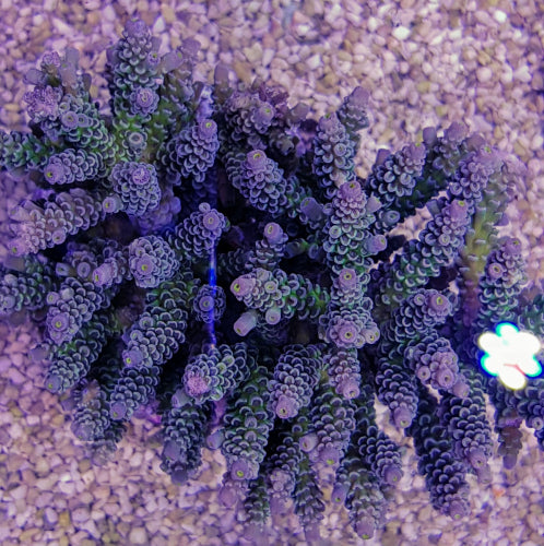 Acropora tenuis XL