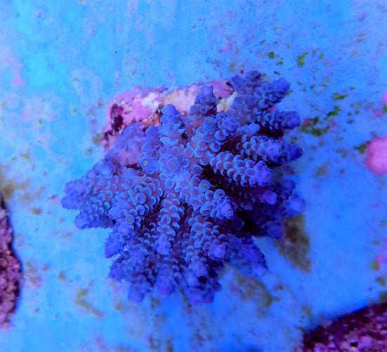 Acropora tenuis