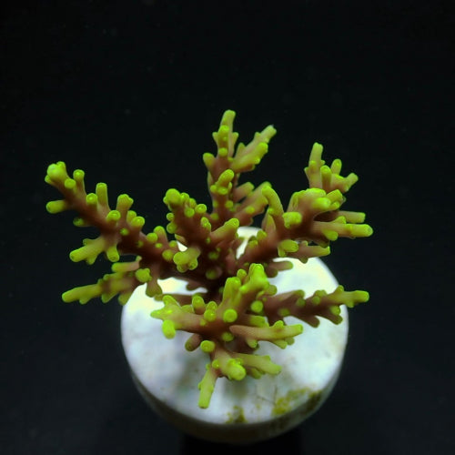 Acropora walindii