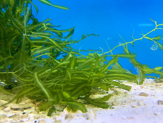 Caulerpa taxifolia Kriechsprossenalge