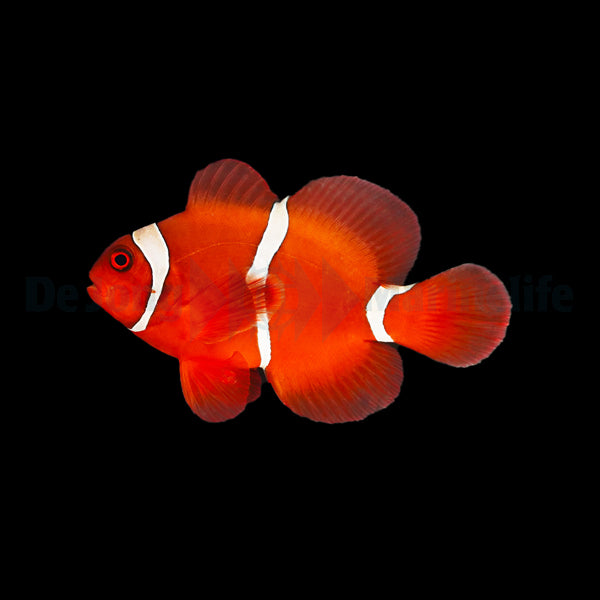 Amphiprion biaculeatus