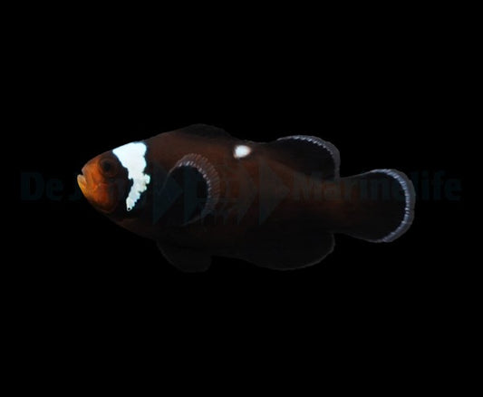 Amphiprion ocellaris (Domino)