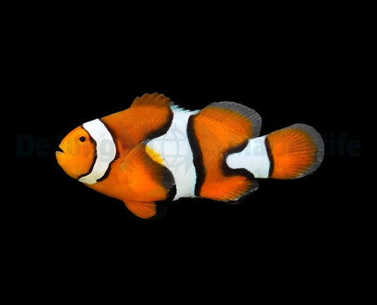 Amphiprion percula Nachzucht