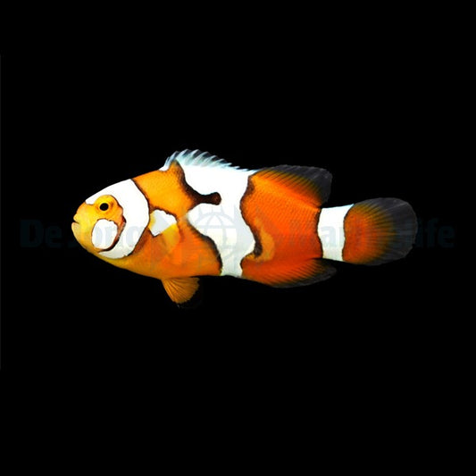 Amphiprion percula (Picasso) Nachzucht