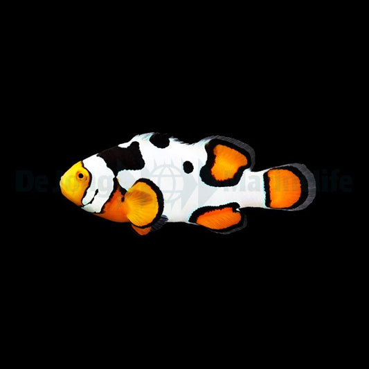 Amphiprion percula (Picasso) Premium Nachzucht