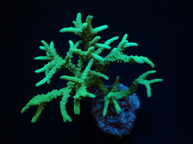 Anacropora spp. (Yellow Green)