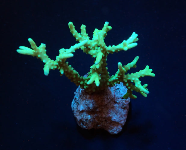 Anacropora spp. (Yellow Green)