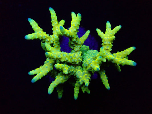 Anacropora spp. (Green Goblin)