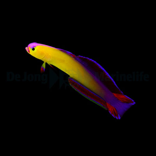 Nemateleotris exquisita - Sword Goby