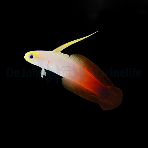 Nemateleotris magnifica - Fire Sword Goby