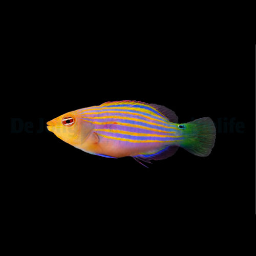 Pseudocheilinus hexataenia - Sechsstreifen-Lippfisch