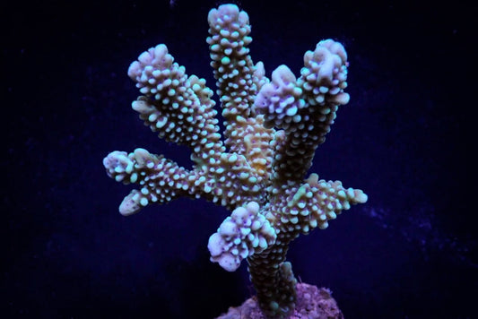 Montipora capitata