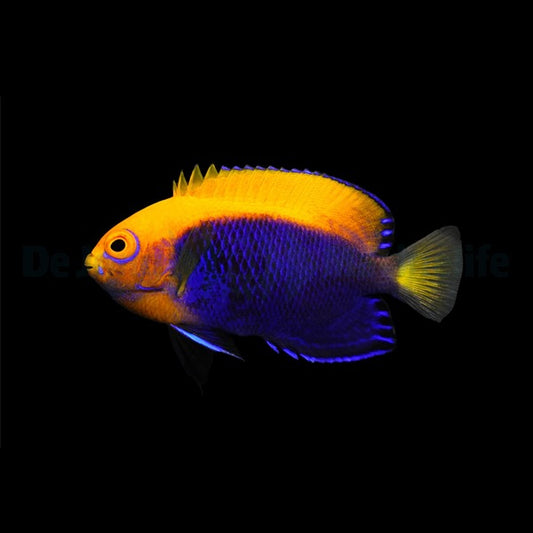 Orangeback dwarf angelfish Centropyge acanthops