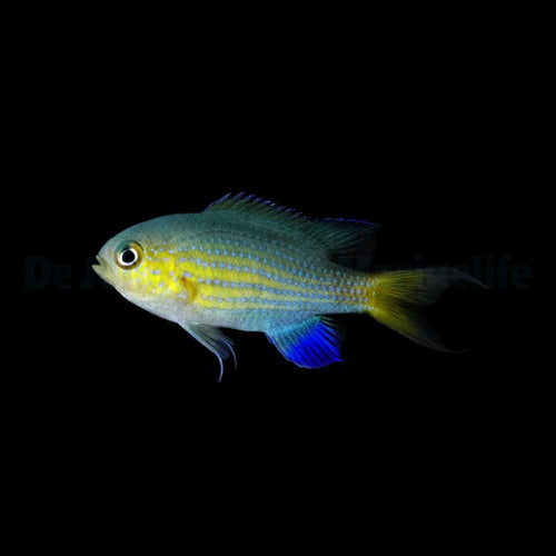 Pycnochromis vanderbilti Blaugelbes Schwalbenschwänzchen