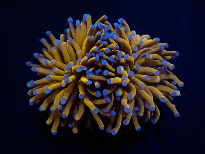 Euphyllia cristata (Gold Torch) 1 Kopf