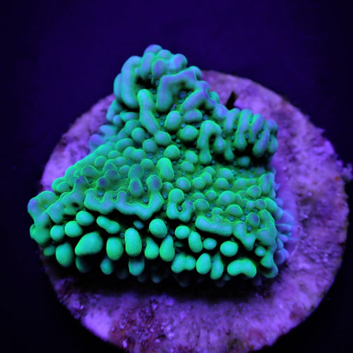 Montipora danae