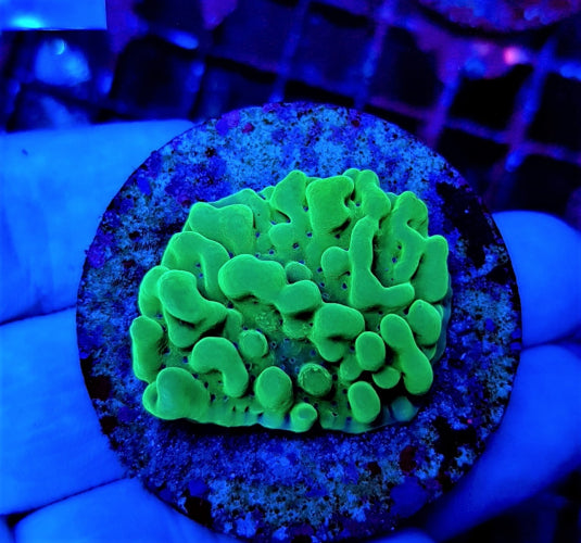 Montipora danae