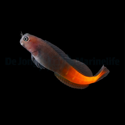 Ecsenius bicolor - Zweifarbiger Schleimfisch