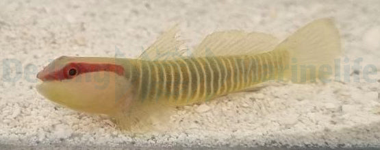 Elacatinus multifasciatus - Vielgestreifte Grundel