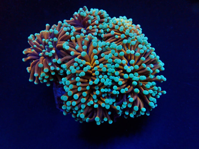 Euphyllia cristata (NYknicks) 2 Köpfe