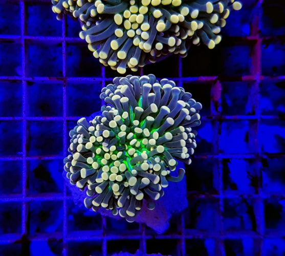 Euphyllia cristata (Joker)