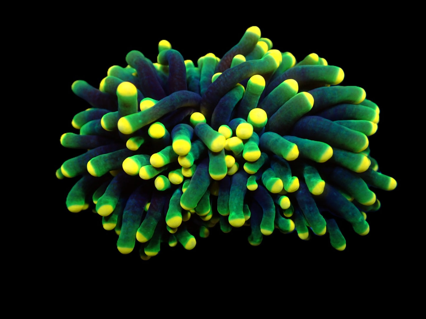 Euphyllia glabrescens (Rasta) WYSIWYG