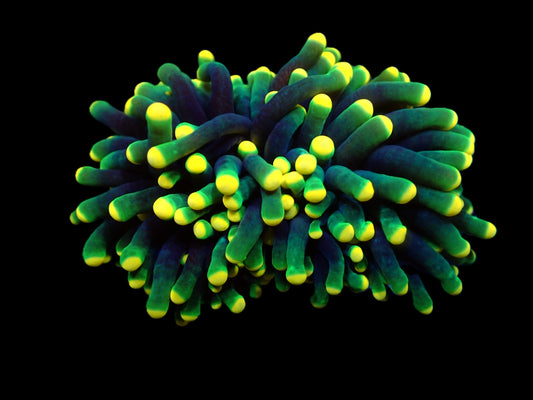 Euphyllia glabrescens (Rasta) WYSIWYG