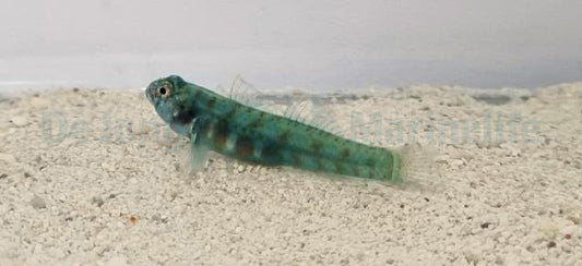 Eviota queenslandica - Queensland dwarf goby 