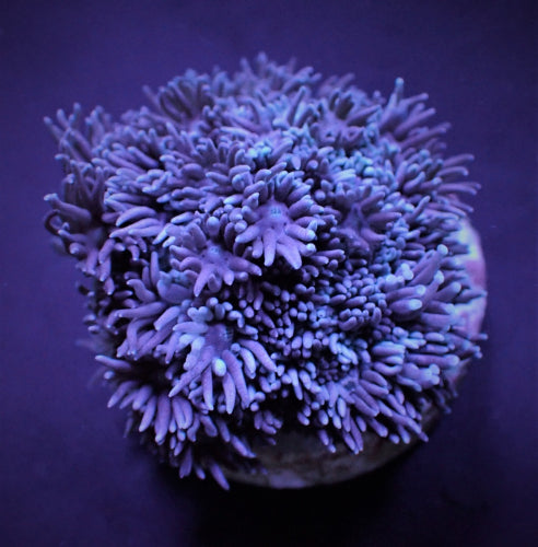 Goniopora spp. (Blau-Violett)