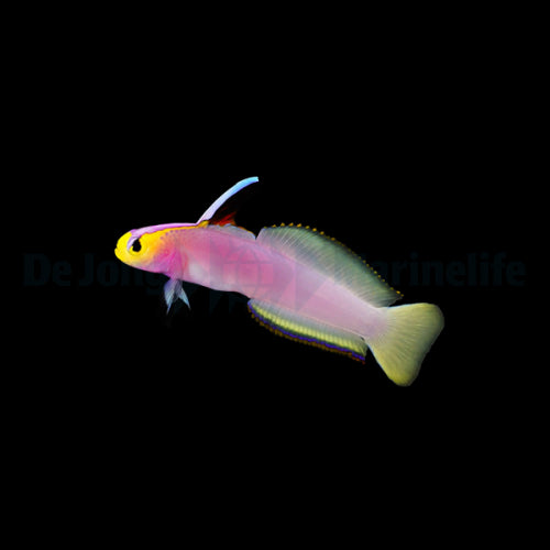 Nemateleotris helfrichi Helfrich's Sword Goby Rare