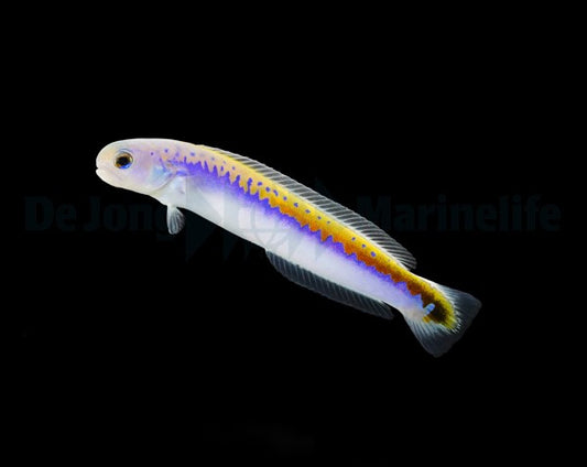 Hoplolatilus oreni - Torpedo bass RARE!!