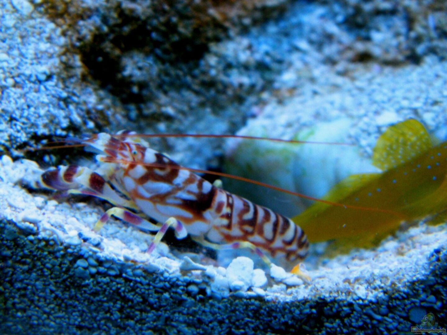 Alpheus bellulus Hübscher Knallkrebs