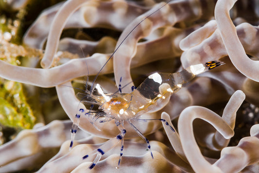 Ancylocaris brevicarpalis Pfauenaugen-Anemonengarnele