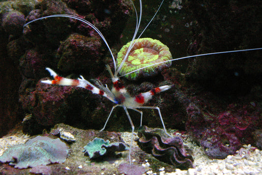 Stenopus hispidus medium Gebänderte Scherengarnele