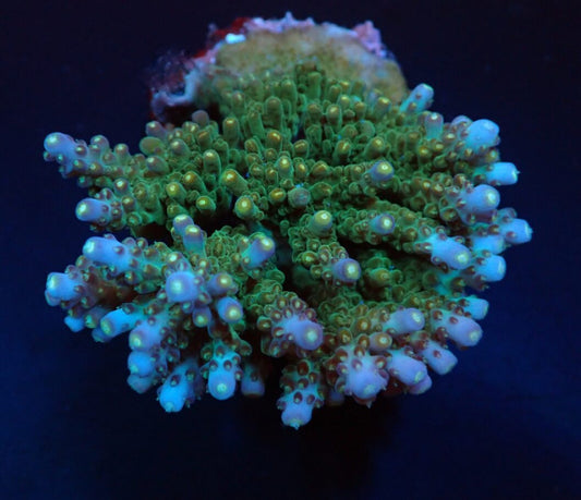 Acropora spp. (Maricultured)