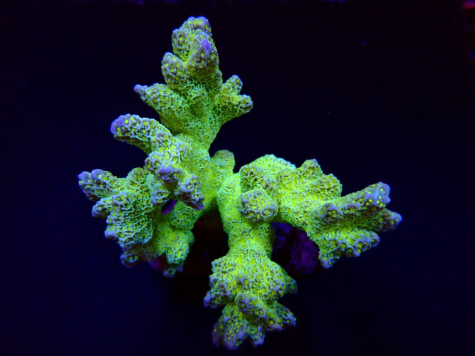 Montipora malampaya M