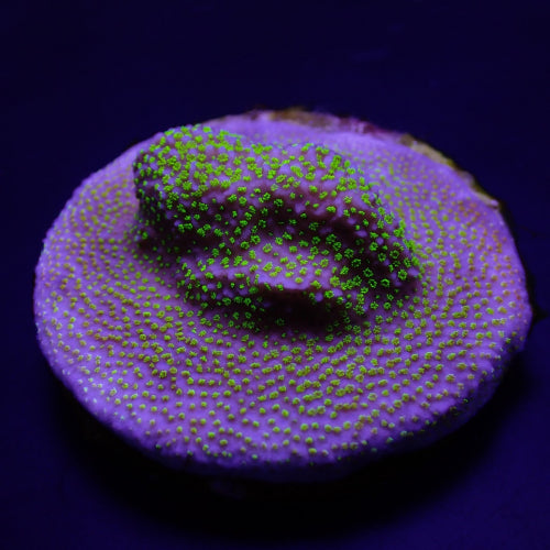 Montipora spp. (Inkrustierender) (Grüner Polyp)