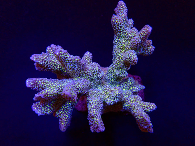 Montipora malampaya M