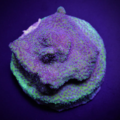 Montipora spp. (Blueberry Pie)