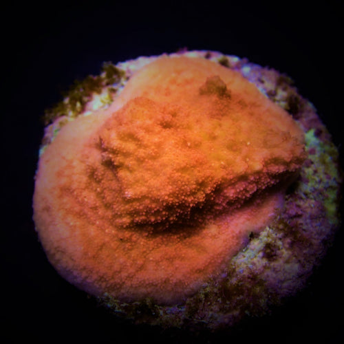 Montipora spp. (Encrusting) (Orange-Red)