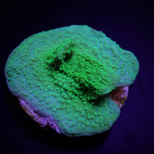 Montipora spp. (Encrusting) (Green)