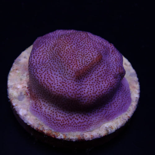 Montipora spp. (Encrusting) (Purple-Blue polyp)