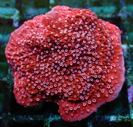 Montipora spp. (Snow Cap)