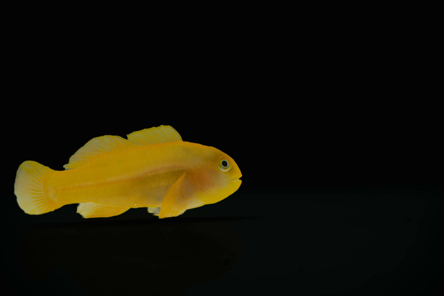 Gobiodon okinawae - Yellow Coral Goby