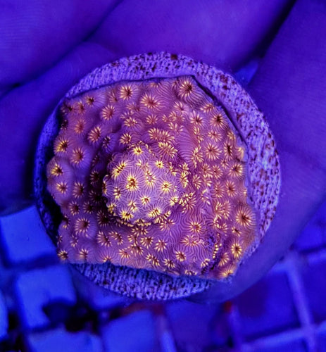 Pavona maldivensis (Orange)