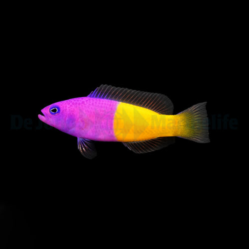 Nymphal Dwarf Grouper (Pictichromis paccagnellae)