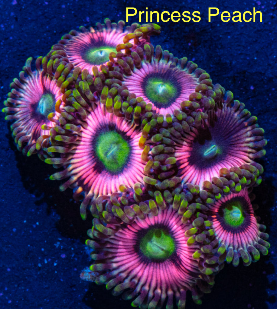 Princesse Peach Zoa – Berghia Center