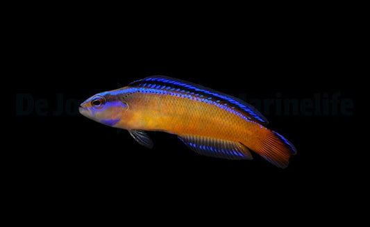 Pseudochromis aldabraensis