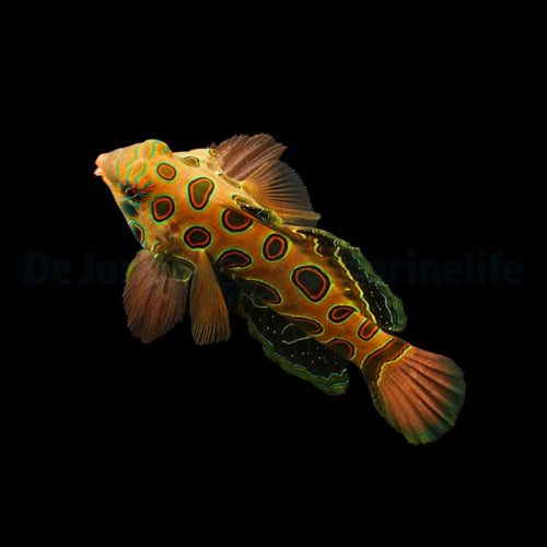 Synchiropus picturatus LSD Mandarin-Fisch